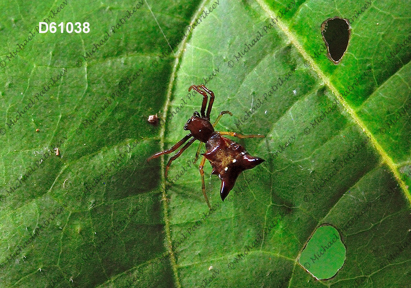 Arrow-shaped Micrathena (Micrathena sagittata)